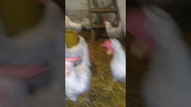 Леггорн.Птички в моем хозяйстве. смотреть онлайн