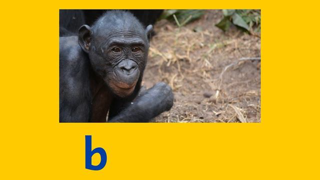 African Animal Names - Learn Spelling and Pronunciation in English смотреть онлайн