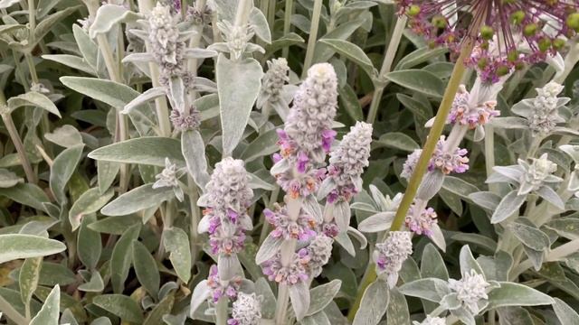 Flowers of Saint-Genis-Pouilly, Allium giganteum (Лук исполинский), June 4, 2021 смотреть онлайн