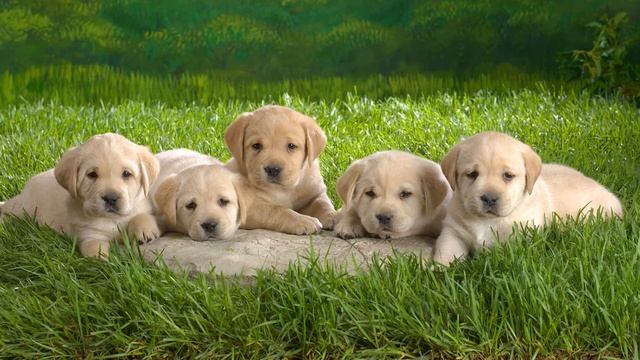 Лай щенят (Звук лая нескольких щенят) | (11 Секунд) смотреть онлайн