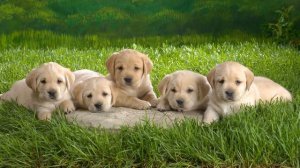 Лай щенят (Звук лая нескольких щенят) | (11 Секунд)