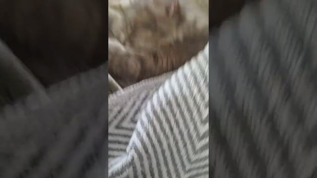 кошка мило спит под одеялом #shorts смотреть онлайн