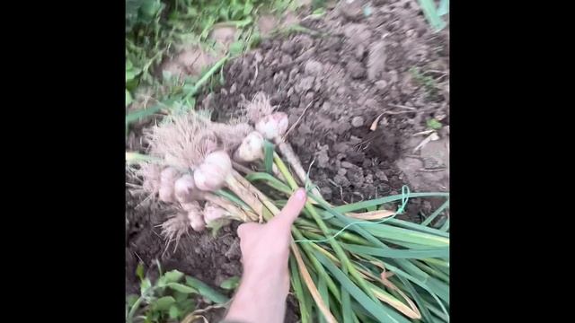 Урожай чеснока... смотреть онлайн