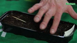 Мы сеем салат на рассаду. Получим на 2 недели раньше