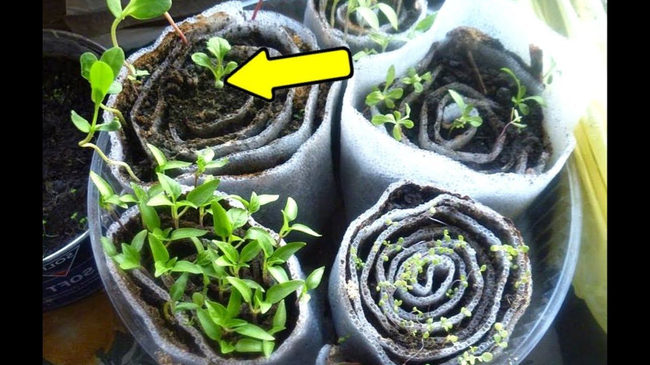 Теперь сажаю только так! Как сделать улитку для посадки семян? Как сажать семена в улитку? смотреть онлайн