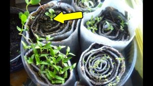 Теперь сажаю только так! Как сделать улитку для посадки семян? Как сажать семена в улитку?