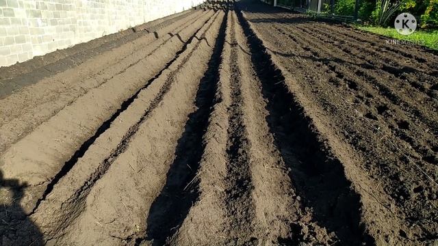 Шнековый грядообразователь+Трамбовка вот такие бугры получились.10 августа 2021 г. смотреть онлайн