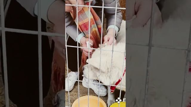 Акита ищет новую семью. Кобель 4 года, был найден в Беслане. #акитахелп #акита #гатчина #akita #спб смотреть онлайн