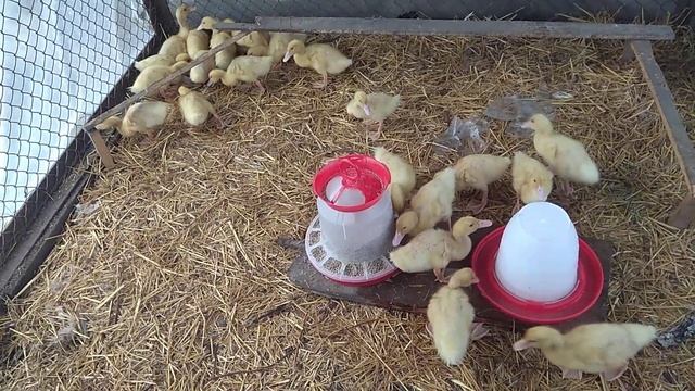 Утки Черри Велли и Стар 53 мои новички) смотреть онлайн