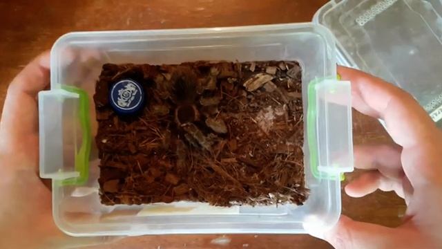 Паук Птицеед год спустя, кормление, содержание! смотреть онлайн