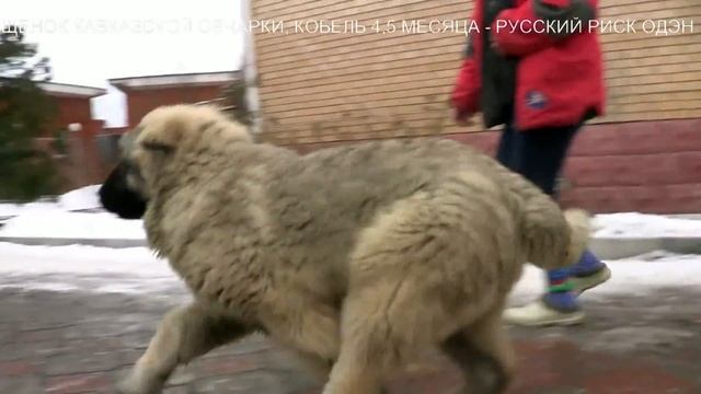 ЩЕНОК КАВКАЗСКОЙ ОВЧАРКИ, КОБЕЛЬ 4,5 МЕСЯЦА. www.r-risk.ru тел. +7(926)220-56-03 ТАТЬЯНА ЯГОДКИНА смотреть онлайн