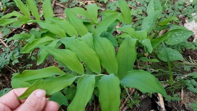 Vielblütige Weißwurz - Erste Boten - 18.04.18 (Polygonatum multiflorum) смотреть онлайн