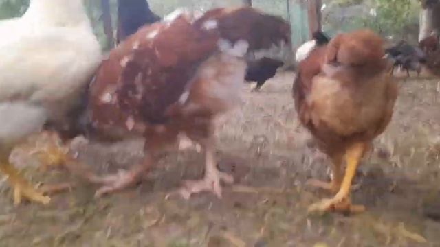 Ливенская ситцевая и юрловская голосистая 58 суток от вылупа смотреть онлайн