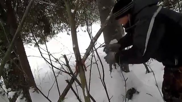 Проверка путика, куница влитела!! смотреть онлайн