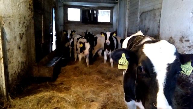 Голштинская порода. Телята. смотреть онлайн