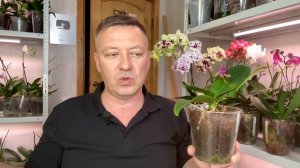 желтеют листья орхидей КРУГАМИ / не торопитесь орхидеи хоронить с "вирусами"