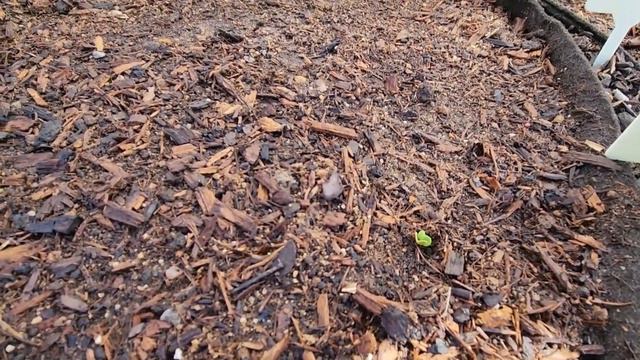 THE GARDEN IS WAKING UP. Garden Tour April 1st, 2023, zone 5b смотреть онлайн