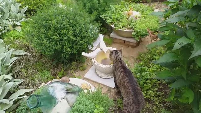 САД миксбордер клумба РОЗЫ флоксы ГОРТЕНЗИИ лилии БАРСИК смотреть онлайн