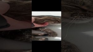 Чешу за шейку