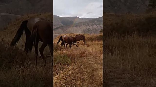 Жеребцы играют смотреть онлайн