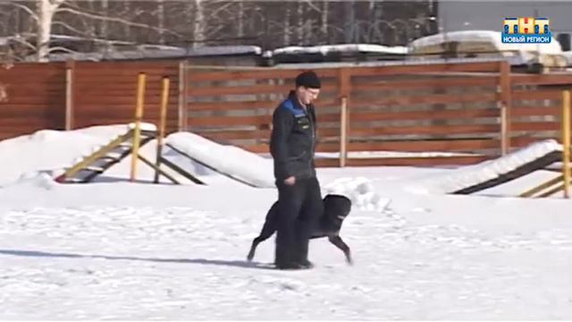 Дай лапу! смотреть онлайн