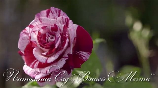 Роза Rock&Roll.Обзор сорта. Питомник роз Сад Вашей Мечты. R-561 смотреть онлайн