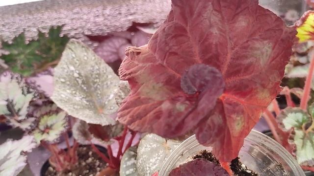 Прогулка по полочкам с бегониями. смотреть онлайн