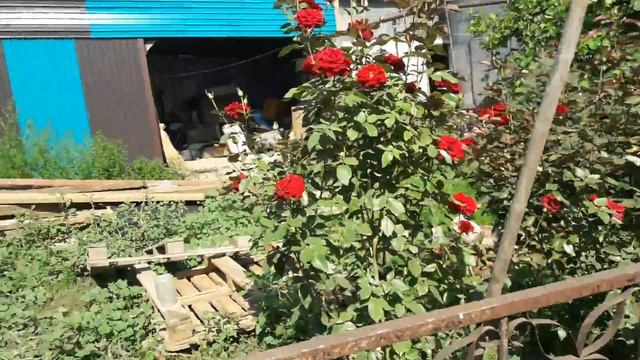 Мой уж водяной(1) смотреть онлайн