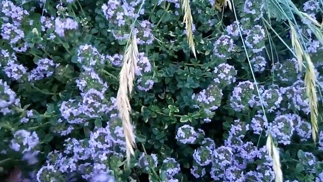 Тимьяны бывают разные))) смотреть онлайн