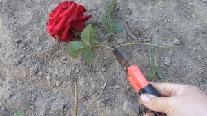 Как размножить РОЗУ ? БЫСТРО и ЛЕГКО // Посадка розы черенком