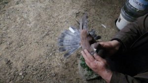 Голуби Луганска в гостях у Игоря Тихонов приехали из Белоруссии!!!