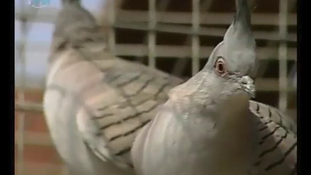 Основные отряды птиц. Часть 2. Биология смотреть онлайн