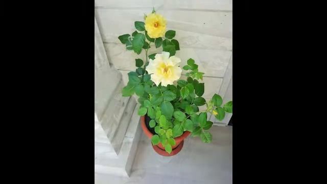 Гостевой Дом Золотая Роза - отель в Геленджике: обзор, цены, фото, отзывы.