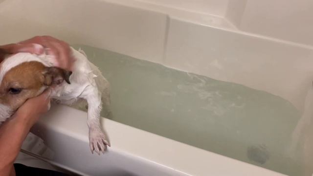 ПЕРЕЕЗД С СОБАКОЙ В КАНАДУ ?? CUAET ? АДАПТАЦИЯ ДЖЕК-РАССЕЛА В КАНАДЕ ? смотреть онлайн