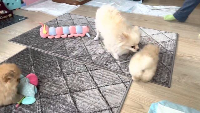 Семейка ШПИЦЕВ. Мама теперь ТОЛЬКО на ночь...ПОЧЕМУ? Щенки МИНИ шпица 1,5 месяца с доставкой.Shpitz