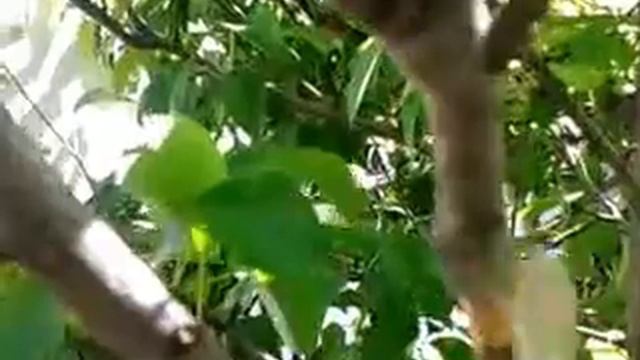 injerto aereo de frutales video-2012-05-12-17-30-41.mp4 смотреть онлайн