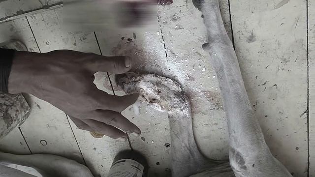 Rescued Poor Mother Dog with Maggots Wounded Leg PAW смотреть онлайн
