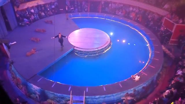 Цирк . Развлечения для детей .Куда сходить с ребенком . Видео для детей . смотреть онлайн