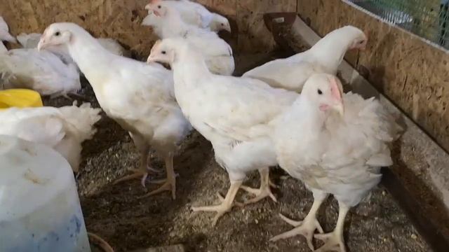 Курятник - вес бройлера ИЗА ХАББАРД в 46 дней - 1,2,3 кг смотреть онлайн
