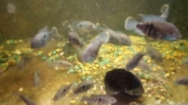 #Аквариумистика#Кормлю Цихлид# Акары бирюзовые#Минтай# смотреть онлайн