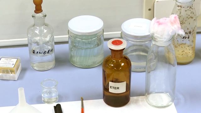 Drosophila melanogaster: Handling | | UPV смотреть онлайн