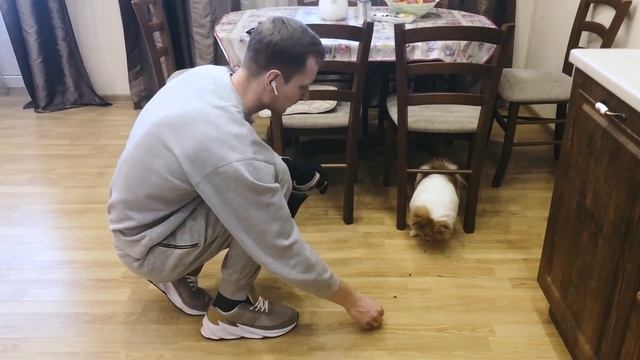 Агрессивный шпиц. Охраняет вещи. Не дает спокойно ходить по квартире. Не любит одевать шлейку. смотреть онлайн
