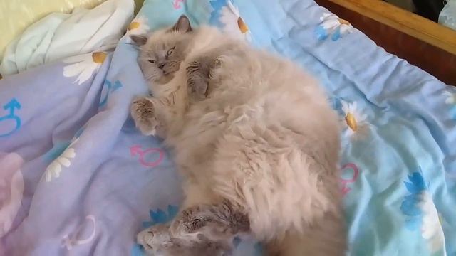 Наглая кошка.Папа воюет с Буняшей. Чихуахуа Пулька и шотландская кошка Буня. смотреть онлайн