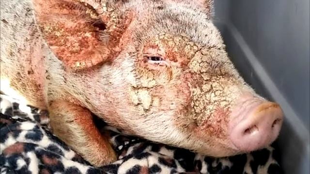 Умирающий поросенок, брошенный в приюте, преобразился чудесным образом! смотреть онлайн