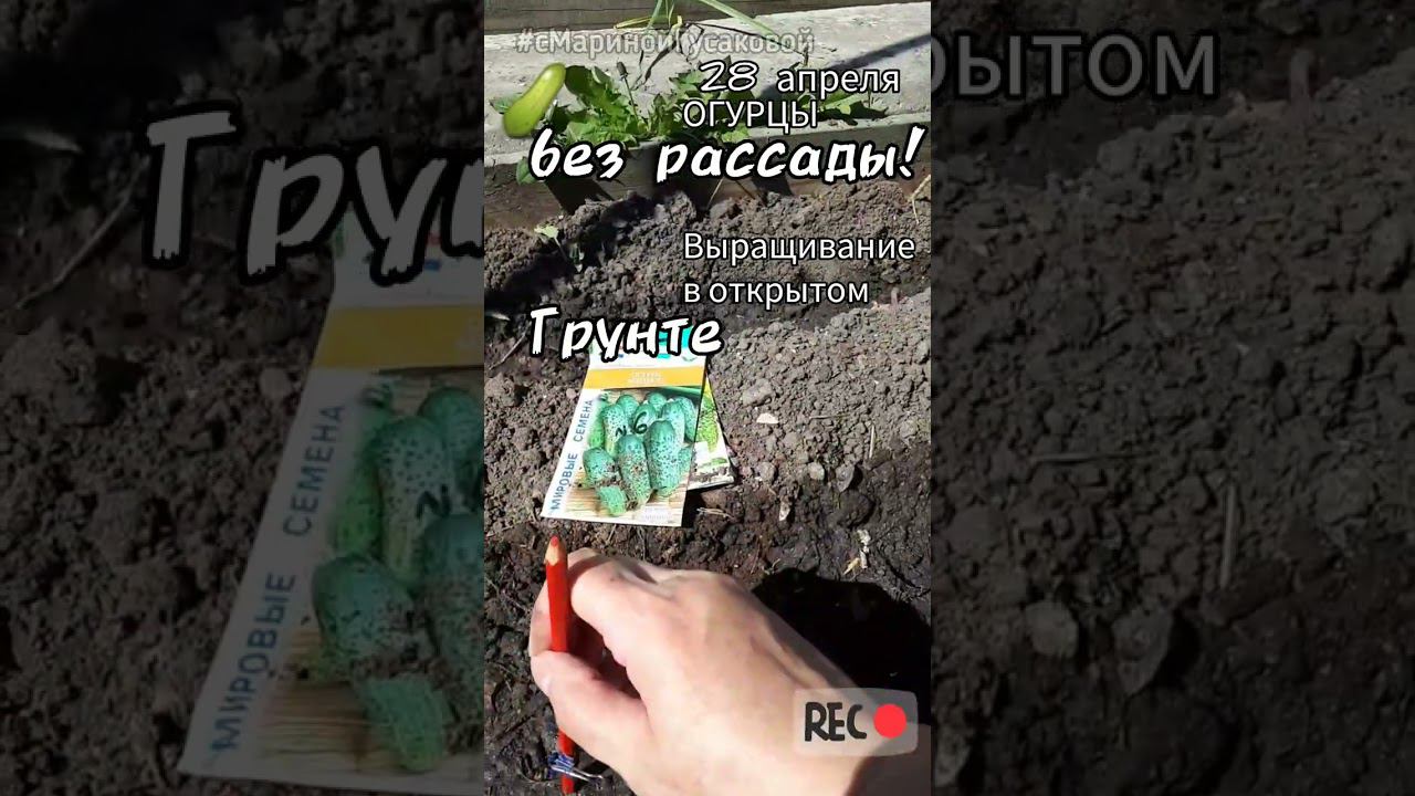 Огурцы вырастить в ОТКРЫТОМ ГРУНТЕ просто БЕЗ РАССАДЫ 28 апреля смотреть онлайн