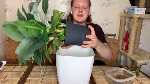 Комнатный карликовый банан ,уход,перевалка,рекомендации по выращиванию. смотреть онлайн