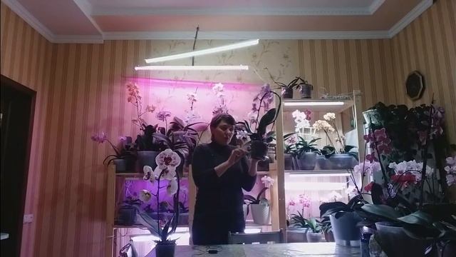 Торфяной стаканчик безопасен! Я докажу Вам это! Жизнь автора. смотреть онлайн