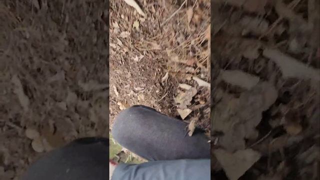 송이버섯 줄줄이 있는곳도 있네요 역시 전문가 смотреть онлайн