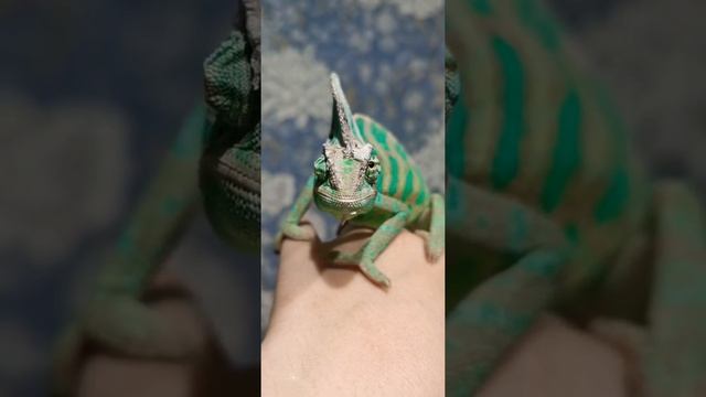 Глаза хамелеона, хамелеон моргает смотреть онлайн