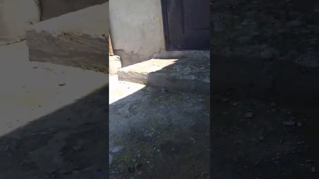 Цветы Доллар смотреть онлайн